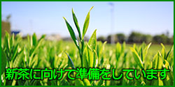 新茶新芽写真
