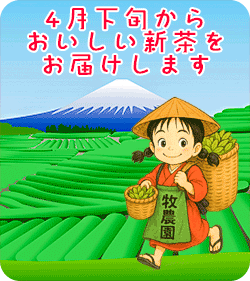 新茶シーズンがやってきます