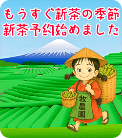新茶シーズンがやってきます 新茶予約