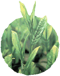 新茶のお茶の芽